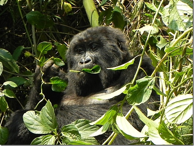 Rwanda_Gorillas (9)