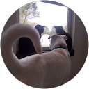 debra simpsons profile picture