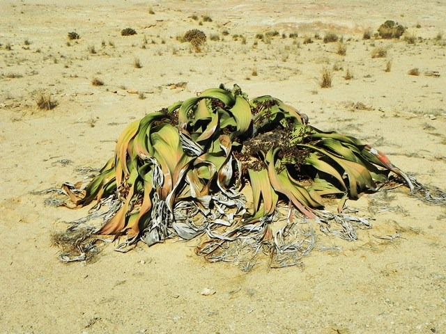 [Welwitschia_DSCN6449%255B2%255D.jpg]
