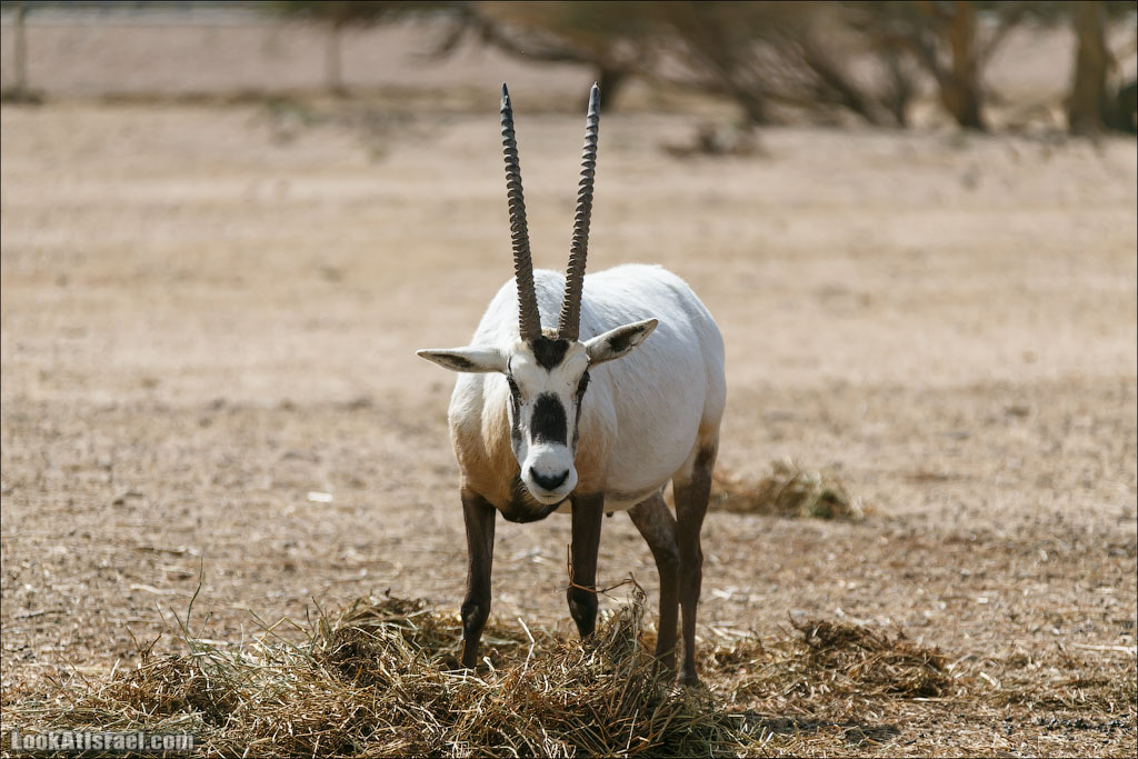 LookAtIsrael.com - Заповедник библейских животных Хай Бар | Hai Bar reserve | חי בר