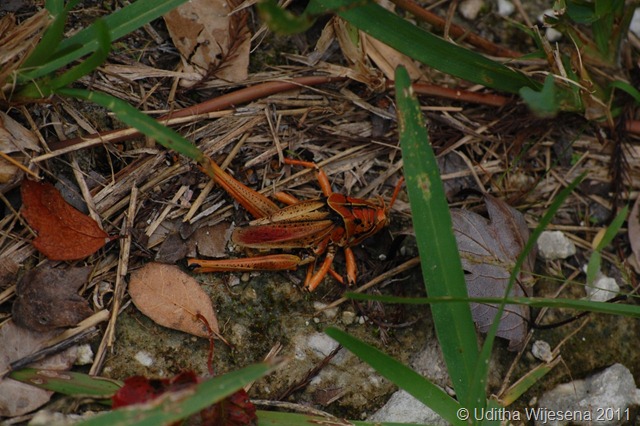 DSC_0927 DSC_0927