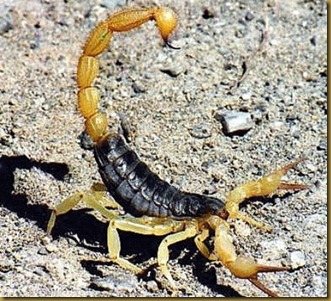 Escorpion negro