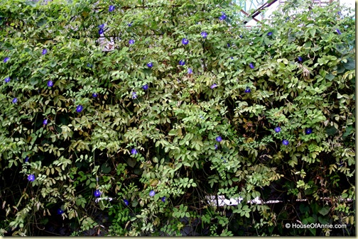 Butterfly Blue Pea Flower growing on fence