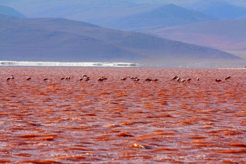 Flamingo di atas Laguna Colorada | Foto: Amusing Planet