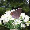 Gray Hairstreak