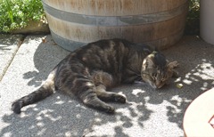 and a winery cat