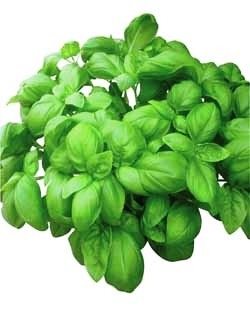 [Manjericao%2520Dolly%255B2%255D.jpg]