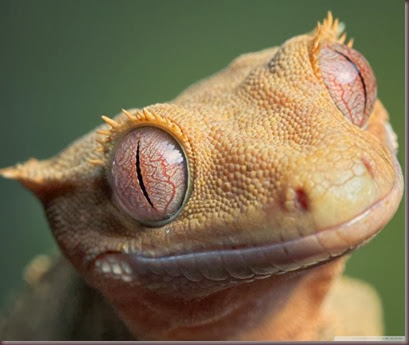 Amazing Animal Pictures crested geckos (13)