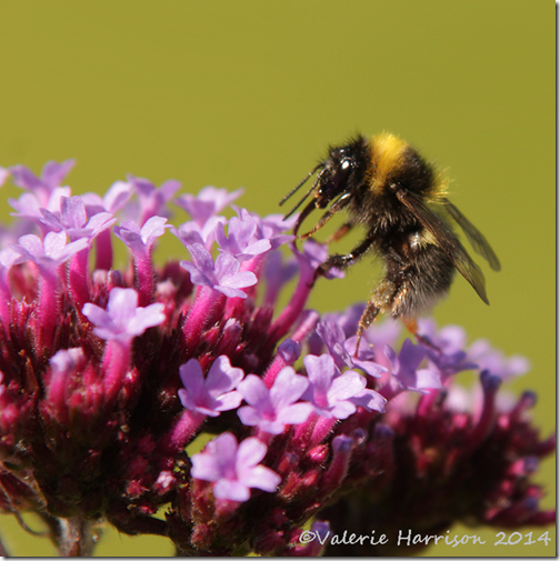 White-tailed-Bumblebee-male