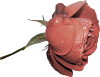 flor%252025.png