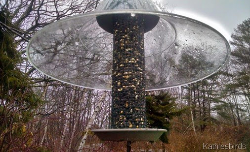 4. 12-11-14 bird feeder close-up