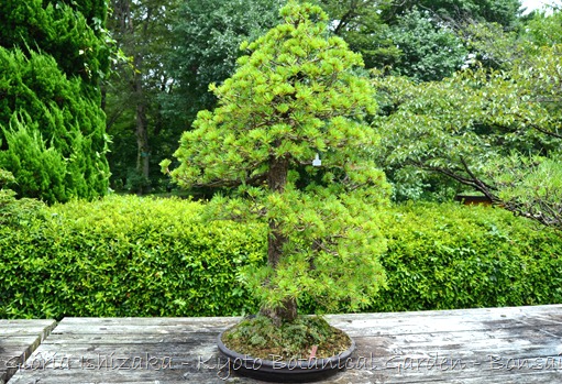 Glória Ishizaka -   Kyoto Botanical Garden 2012 - 47