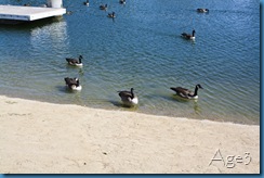 Apollo Ducks 3 Apollo Ducks 3