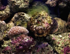 [stonefish2.jpg]