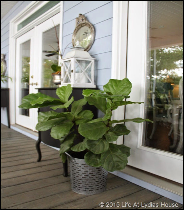 fig tree on porch in summer a