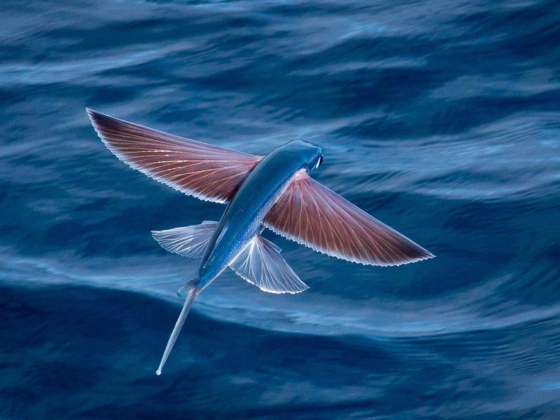 Exocoetidae: The Fish That Flies | Amusing Planet