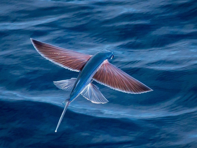 Flying fish: Icon of Barbados under threat - Down to Earth