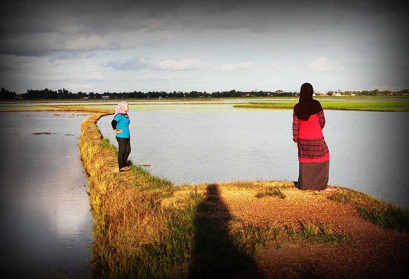 perempuan bertudung di sawah padi perempuan bertudung di sawah padi