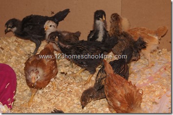backyard chickens - week 4 backyard chickens - week 4
