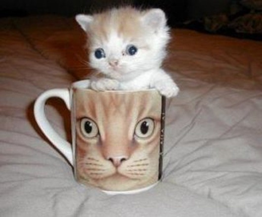 cute_kitten_cup