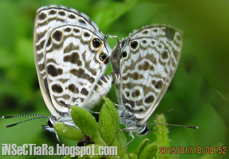 kupu-kupu Zebra Blue atau Plumbago Blue (Leptotes plinius) kawin