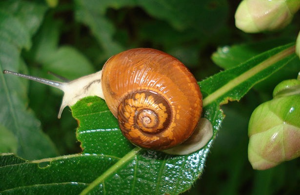 [snail2%255B5%255D.jpg]