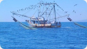 barco pesquero