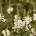 Blumen im Garten - Juli 2011 - © Oliver Dester - https://www.pfalzmeister.de
