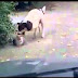 Funny dogs vs brave cats compilation