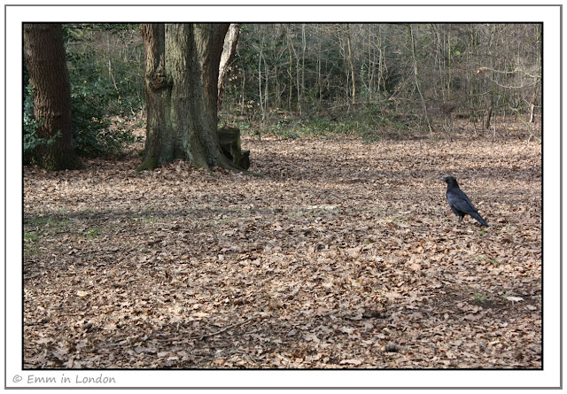Crow in Highgate Wood