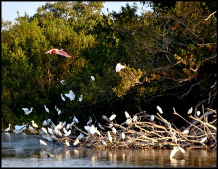 01b - Early Morning Eco Pond - Roseate Spoonbill flying away