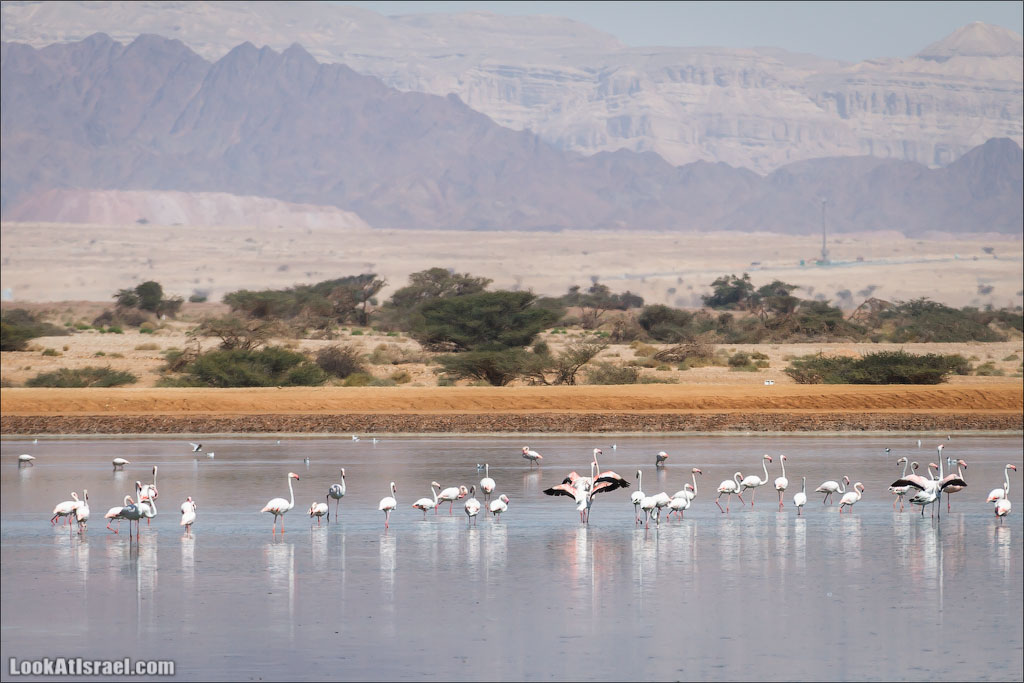 LookAtIsrael.com: Фото-блог о путешествиях по Израилю. Тель Авив, Иерусалим, Хайфа 