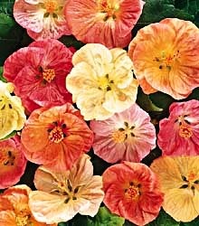 [Flowering%2520Maples%255B2%255D.jpg]