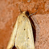 Black-bordered lemon moth