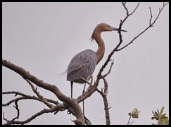 00d - Animals - Reddish Egret