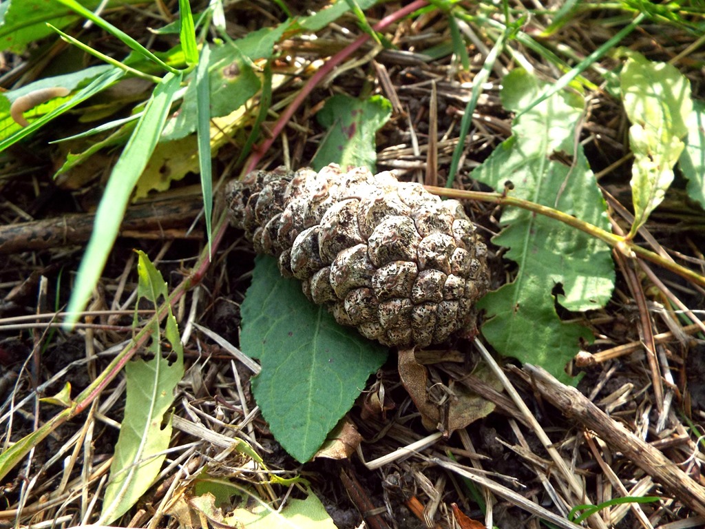 [a%2520lonely%2520pinecone%255B3%255D.jpg]