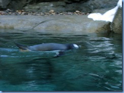 0107 Alberta Calgary - Calgary Zoo Penguin Plunge - Rockhopper penguin