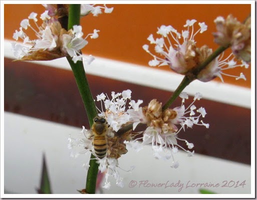 04-08-bee-callisia-fragrans