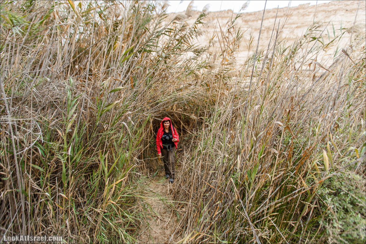 Ручей Акев и источник Эйн Акев в пустыне Негев. LookAtIsrael.com - Фото путешествия по Израилю