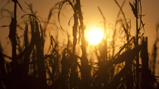 Severely damaged corn stalks due to a widespread drought are seen at sunset on a farm near Oakland City, Indiana, 15 August 2012. SAUL LOEB / AFP / GettyImages