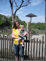 At the giraffe enclosure