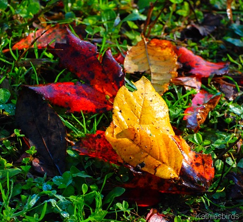 8. autumn leaves-kab
