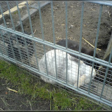 Jugendfarm Moritzhof - Kaninchen