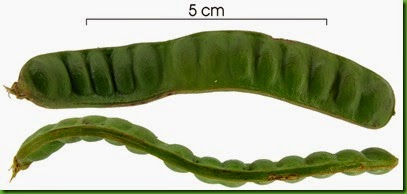 Inga marginata Inga marginata