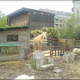 Jugendfarm Moritzhof - Ziegen und Schafe