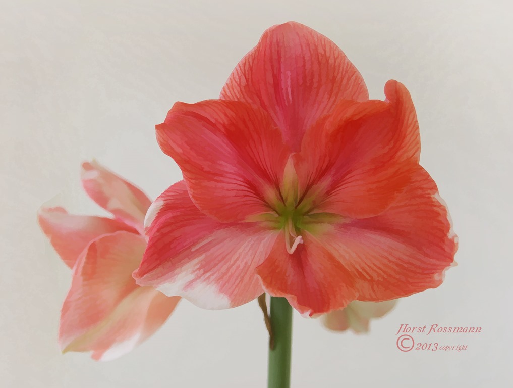 [Amaryllis%2520with%2520white%2520spots%2520painting%255B6%255D.jpg]