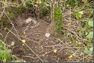 Predated Wasp Nest