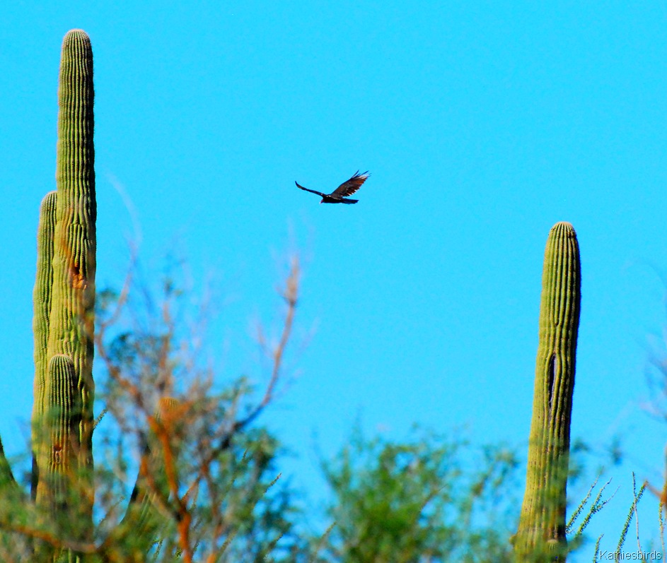 [7.%2520Saguaro%2520NP-kab%255B4%255D.jpg]