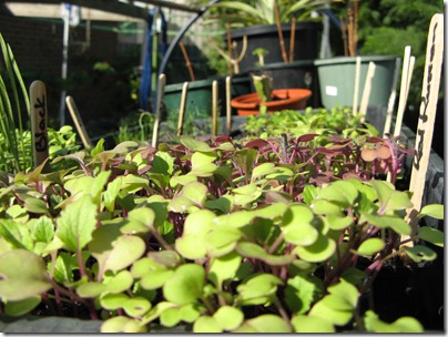 Seedlings & Purple Chilli-1