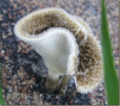 07-16-mushroom
